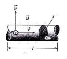 চৌম্বক ক্ষেত্রে তড়িৎবাহী পরিবাহী ও কুলীর উপর বল ও টর্ক